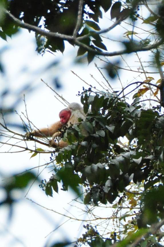 Ao longe, o macaco Uacari, símbolo da Reserva do Mamirauá, região de Tefé, no Amazonas
